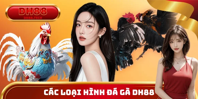 Bốn loại hình chọi kê được ưa chuộng nhất 2026